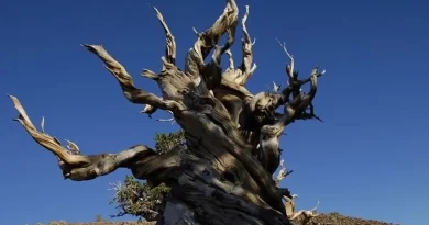 Oldest Tree in the World - Metuzaleh Tree