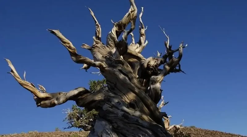 Oldest Tree in the World - Metuzaleh Tree